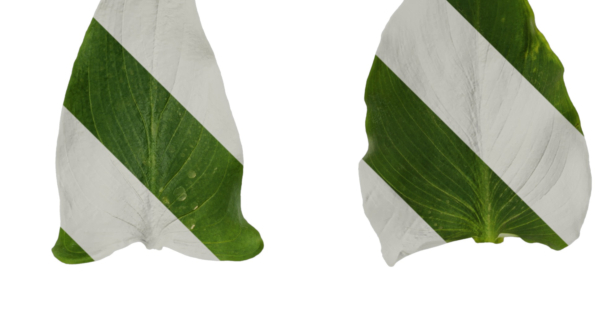 Anydrafts Zantedeschia aethiopica Atlas 02 Texture_2