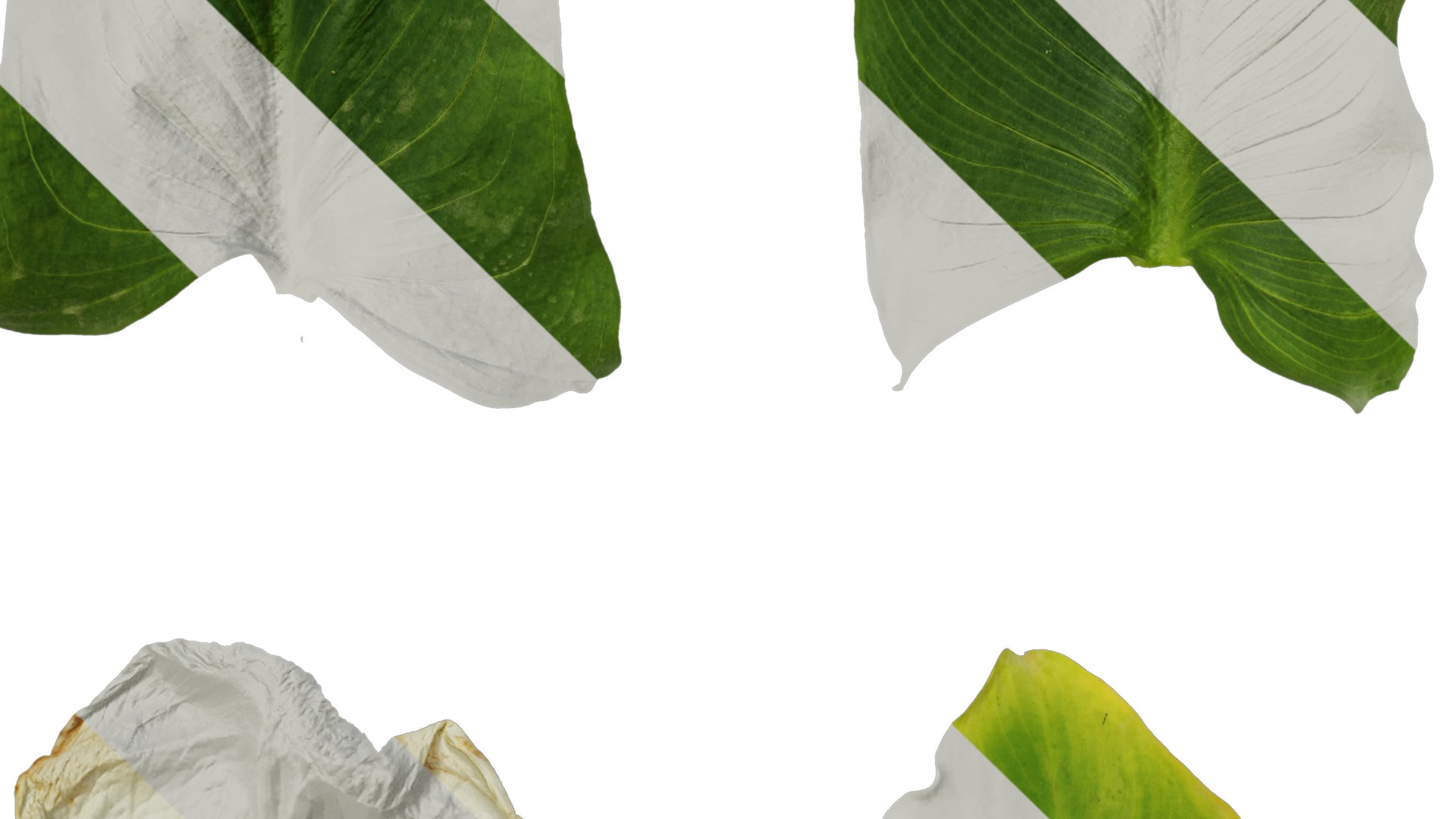 Anydrafts Zantedeschia aethiopica Atlas 02 Texture_3