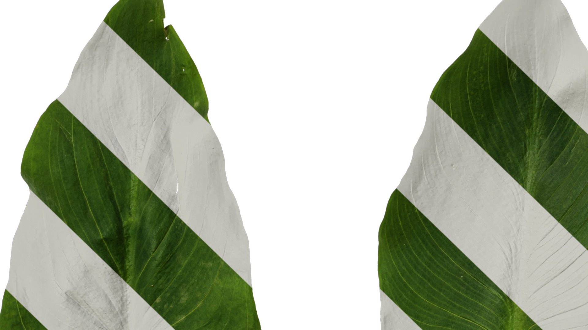 Anydrafts Zantedeschia aethiopica Atlas 02 Texture_1