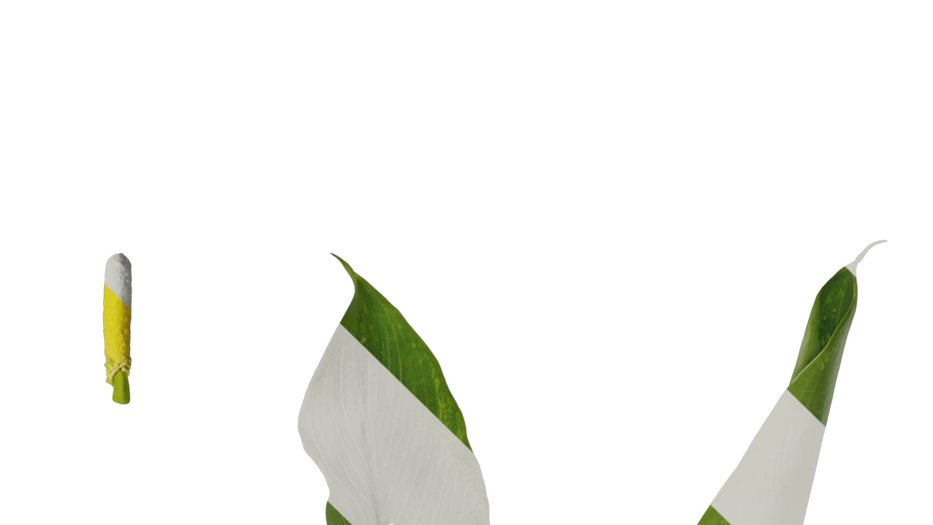 Anydrafts Zantedeschia aethiopica Atlas 02 Texture_4