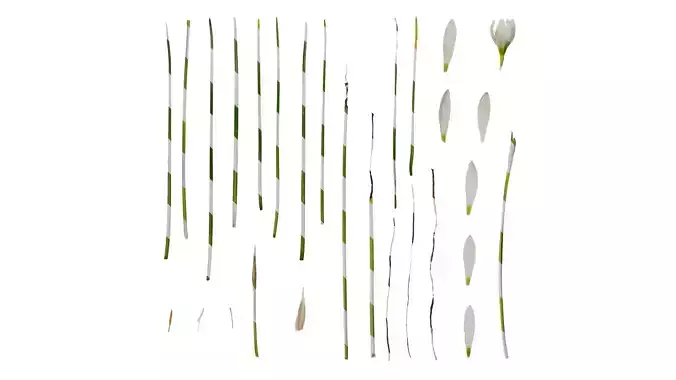Anydrafts Zephyranthes candida Atlas 05 Texture