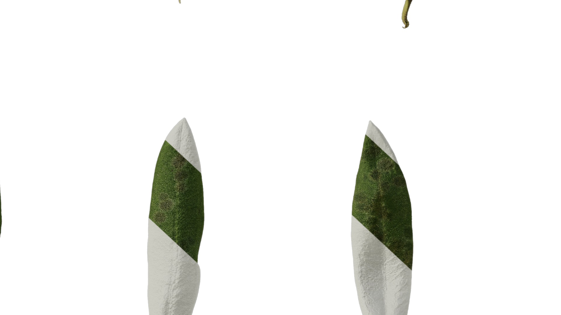 Anydrafts Olea europaea Leaf 26 F Texture_6