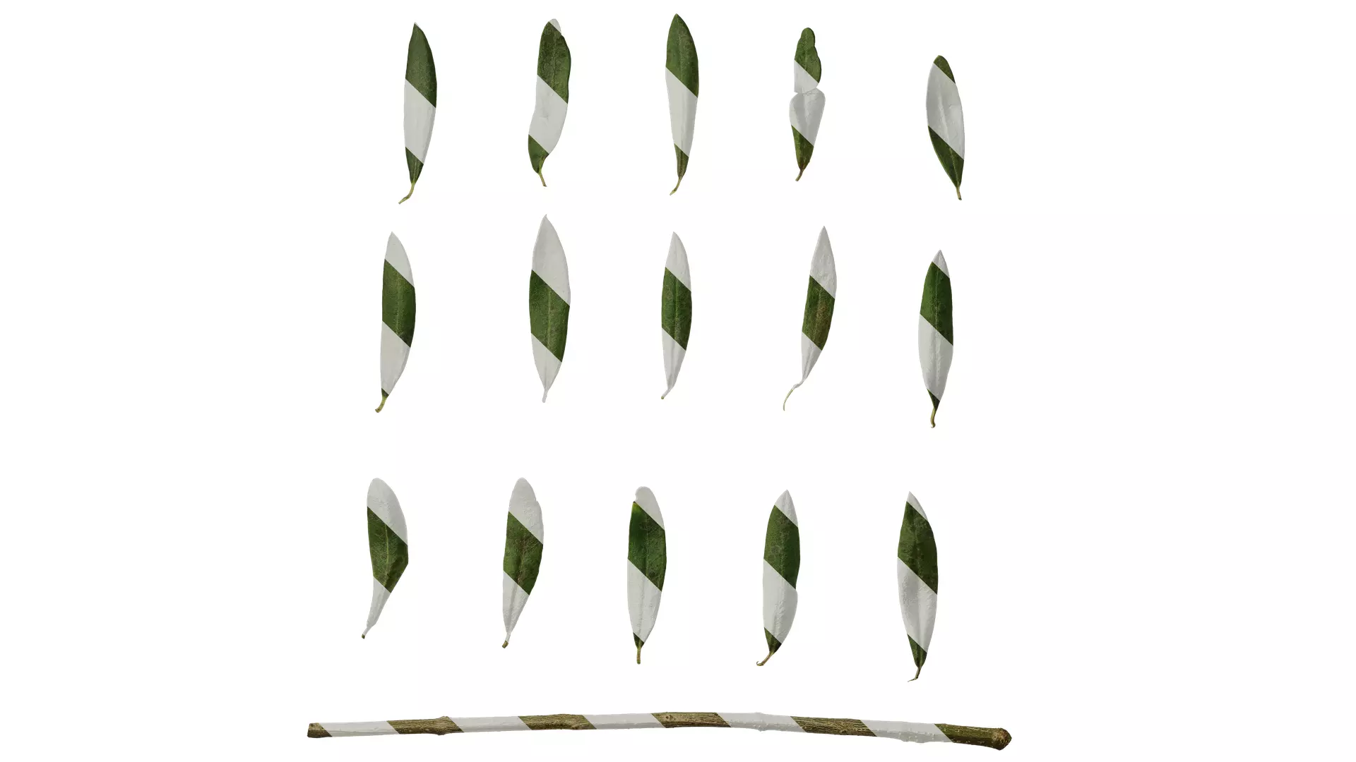 Anydrafts Olea europaea Leaf 26 F Texture_0