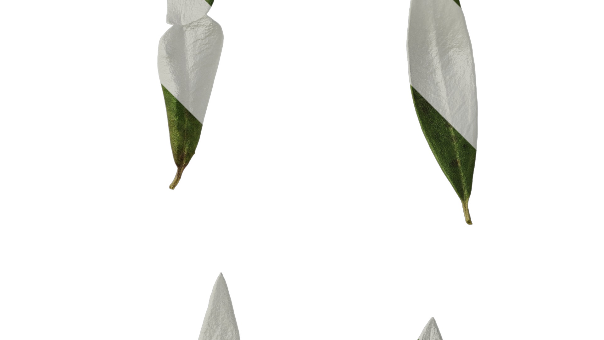 Anydrafts Olea europaea Leaf 26 F Texture_2