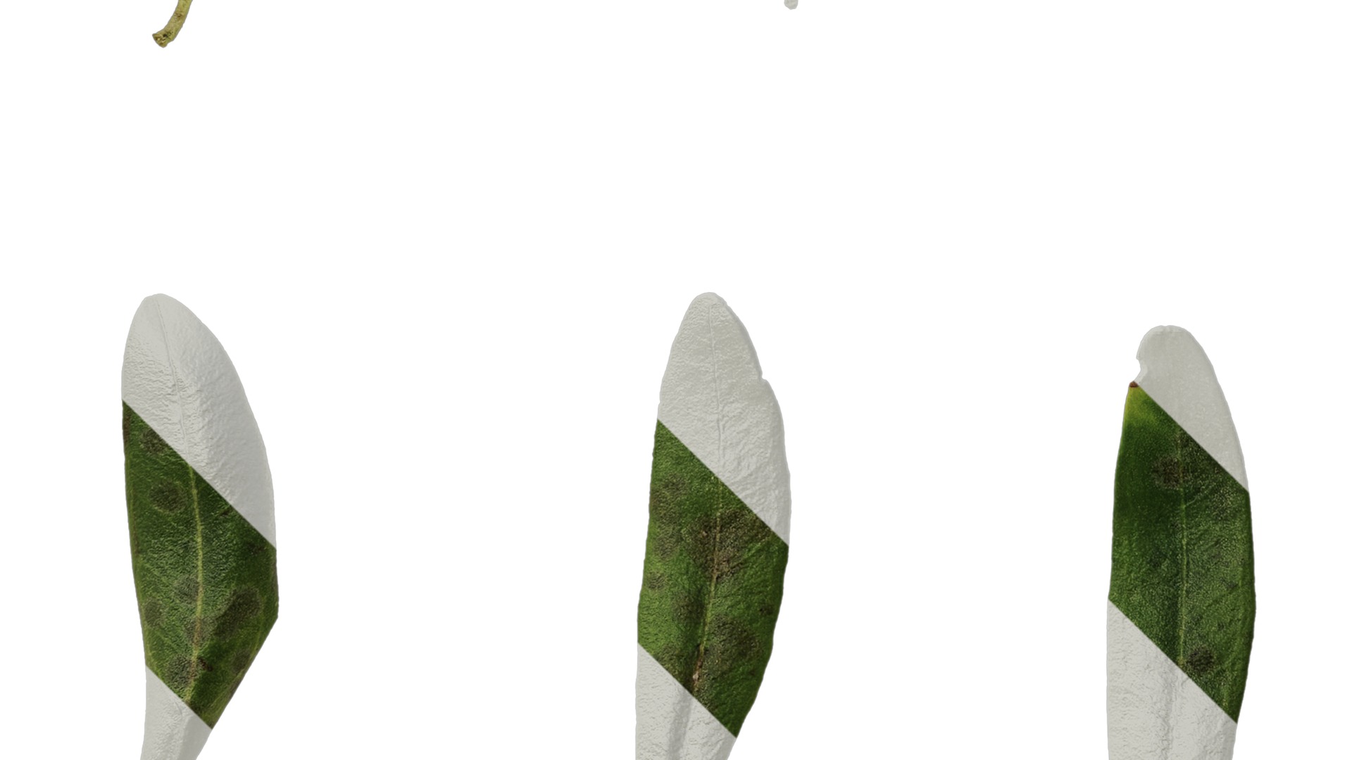 Anydrafts Olea europaea Leaf 26 F Texture_5