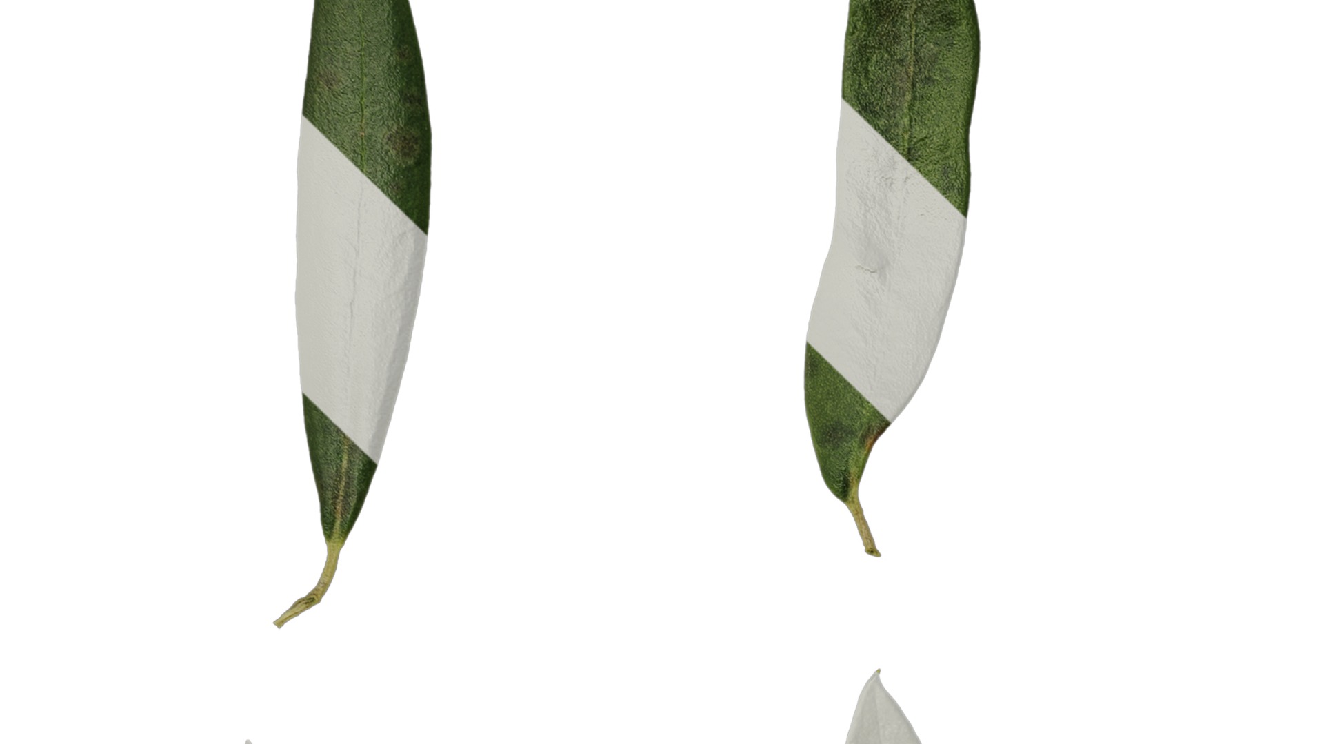 Anydrafts Olea europaea Leaf 26 F Texture_1