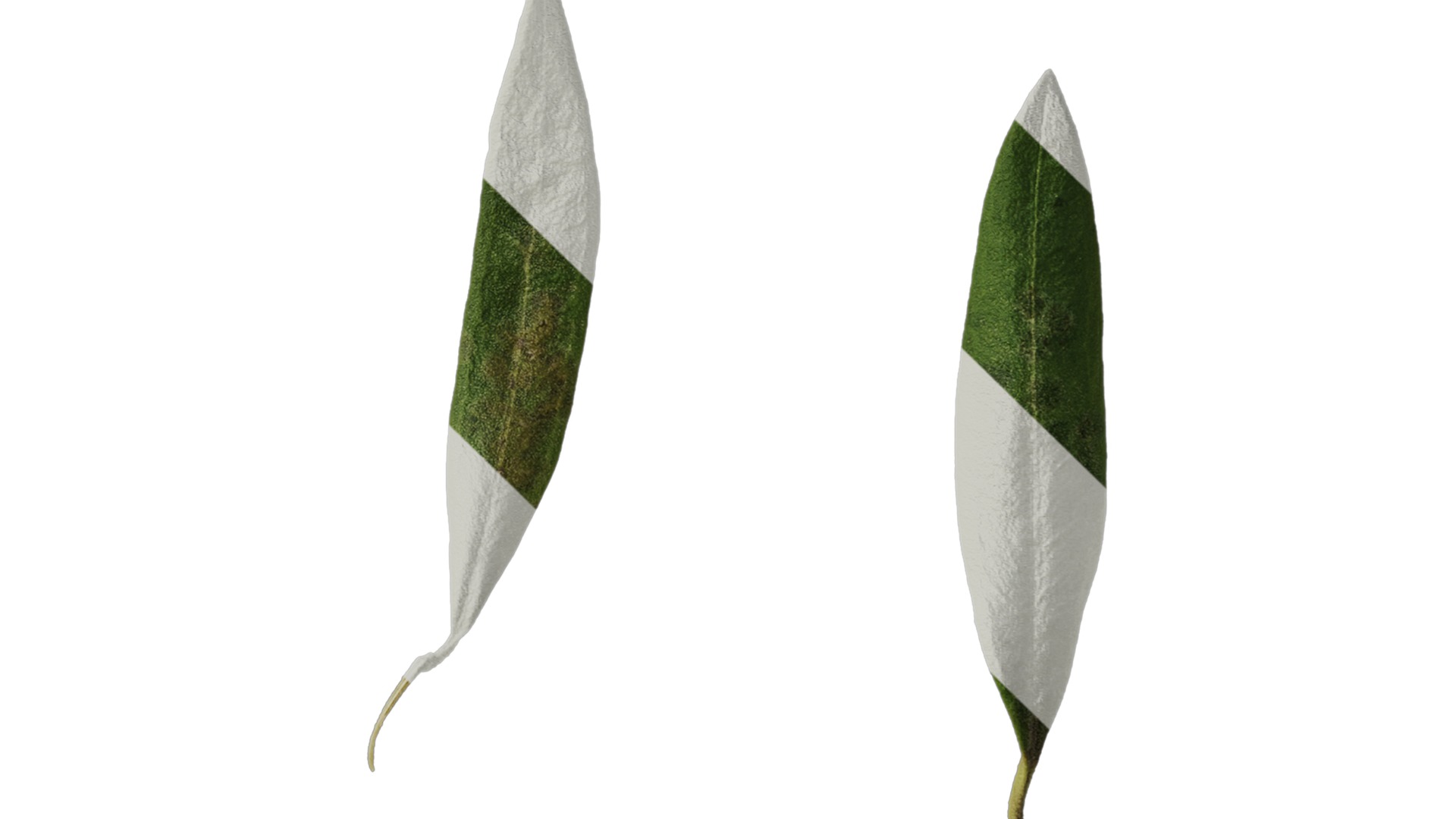 Anydrafts Olea europaea Leaf 26 F Texture_4