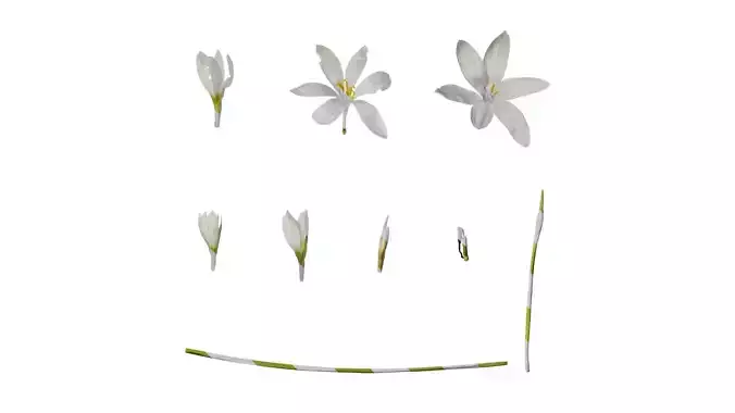 Anydrafts Zephyranthes candida Flower 04