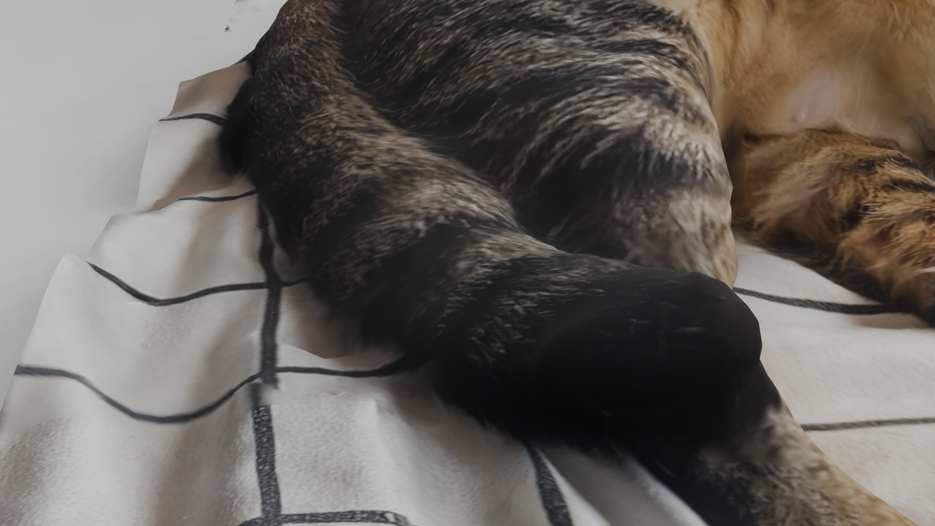 sleeping Cat Low-poly 3D model_7