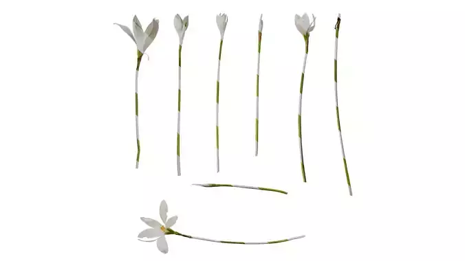 Anydrafts Zephyranthes candida Flower 05