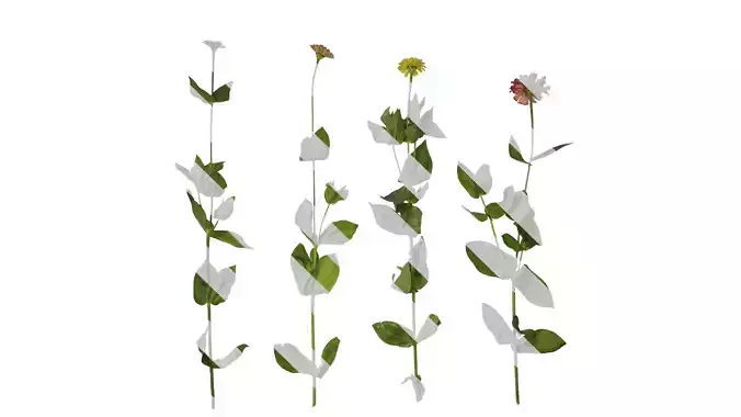 Anydrafts Zinnia elegans Atlas 02