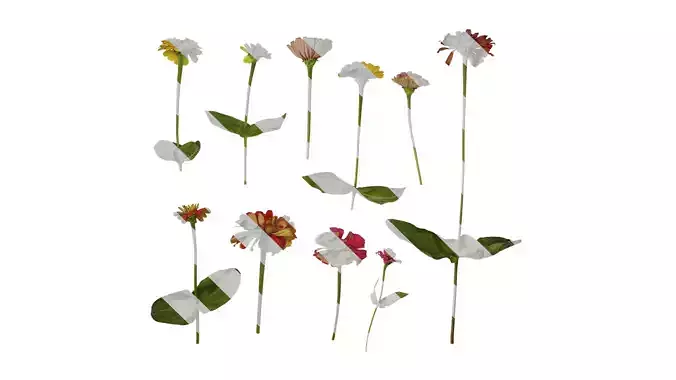 Anydrafts Zinnia elegans Atlas 03