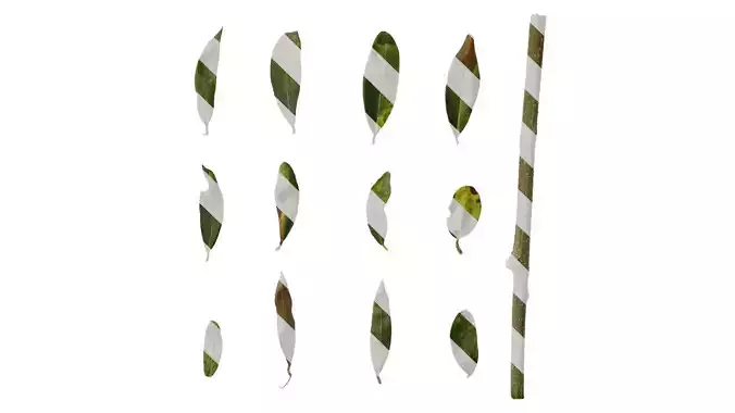 Anydrafts Olea europaea Leaf 28 F