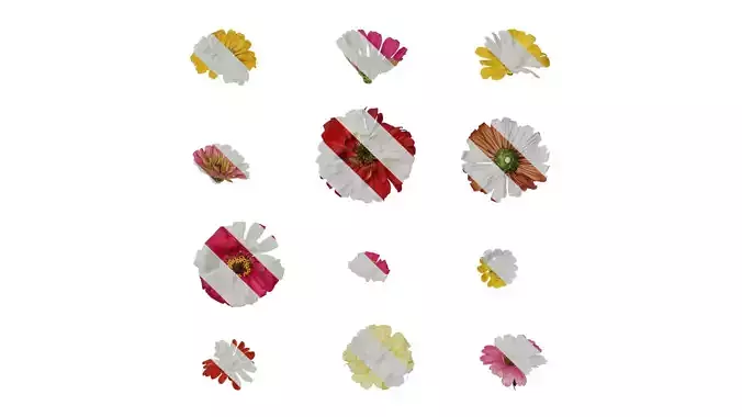 Anydrafts Zinnia elegans Flower 14