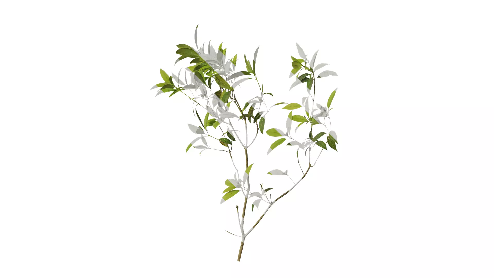 Anydrafts Osmanthus fragrans Atlas 10 Texture