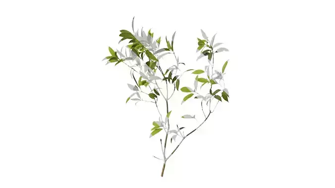 Anydrafts Osmanthus fragrans Atlas 10