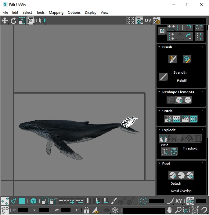 Water Animals In Water 3D model_78