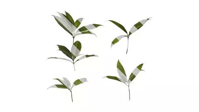 Anydrafts Osmanthus fragrans Atlas 11