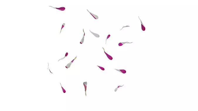 Anydrafts Zinnia elegans Flower 16