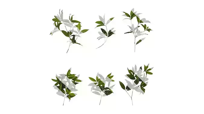 Anydrafts Osmanthus fragrans Atlas 14