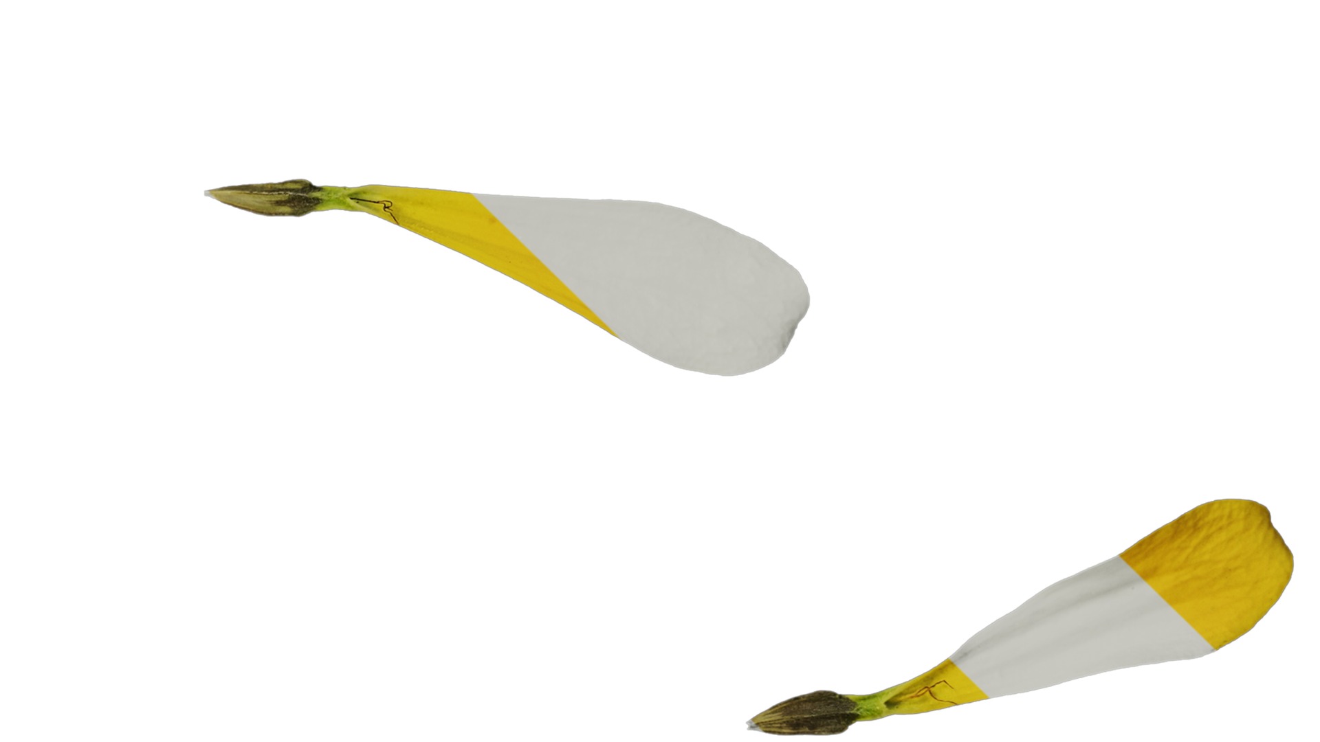 Anydrafts Zinnia elegans Flower 22 Texture_4