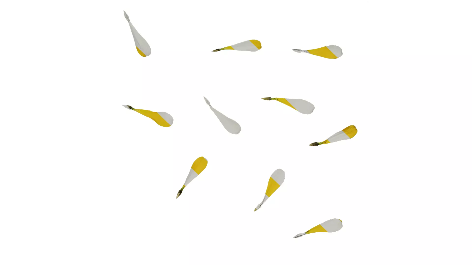 Anydrafts Zinnia elegans Flower 22 Texture_0