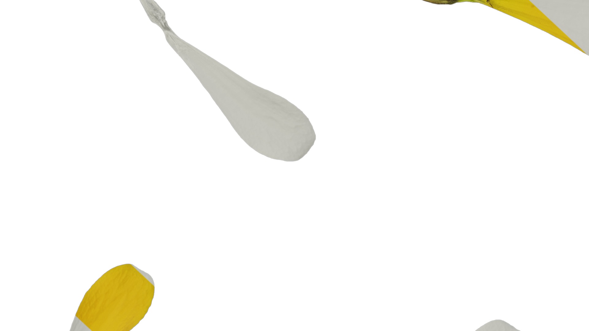 Anydrafts Zinnia elegans Flower 22 Texture_7