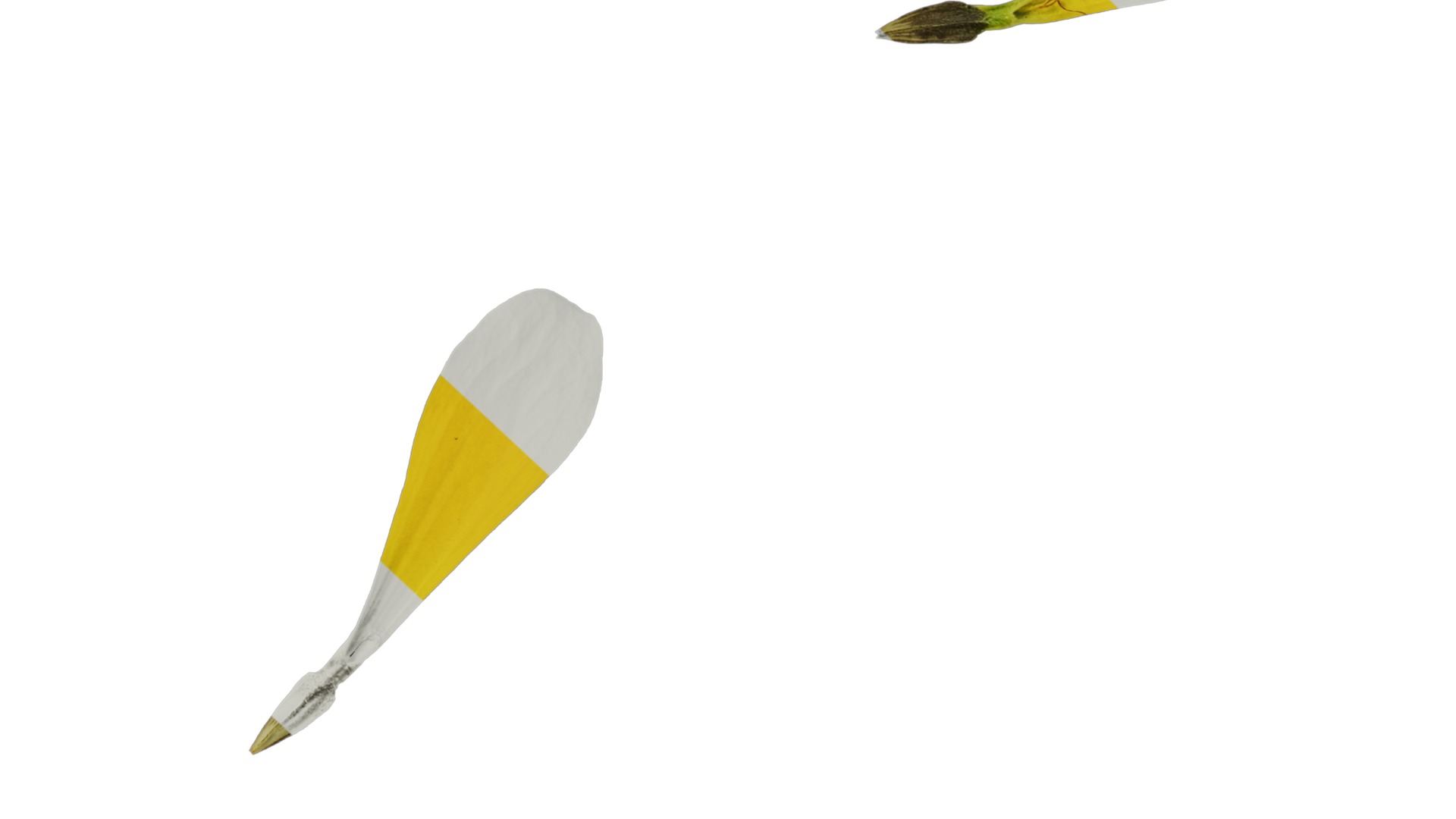 Anydrafts Zinnia elegans Flower 22 Texture_6