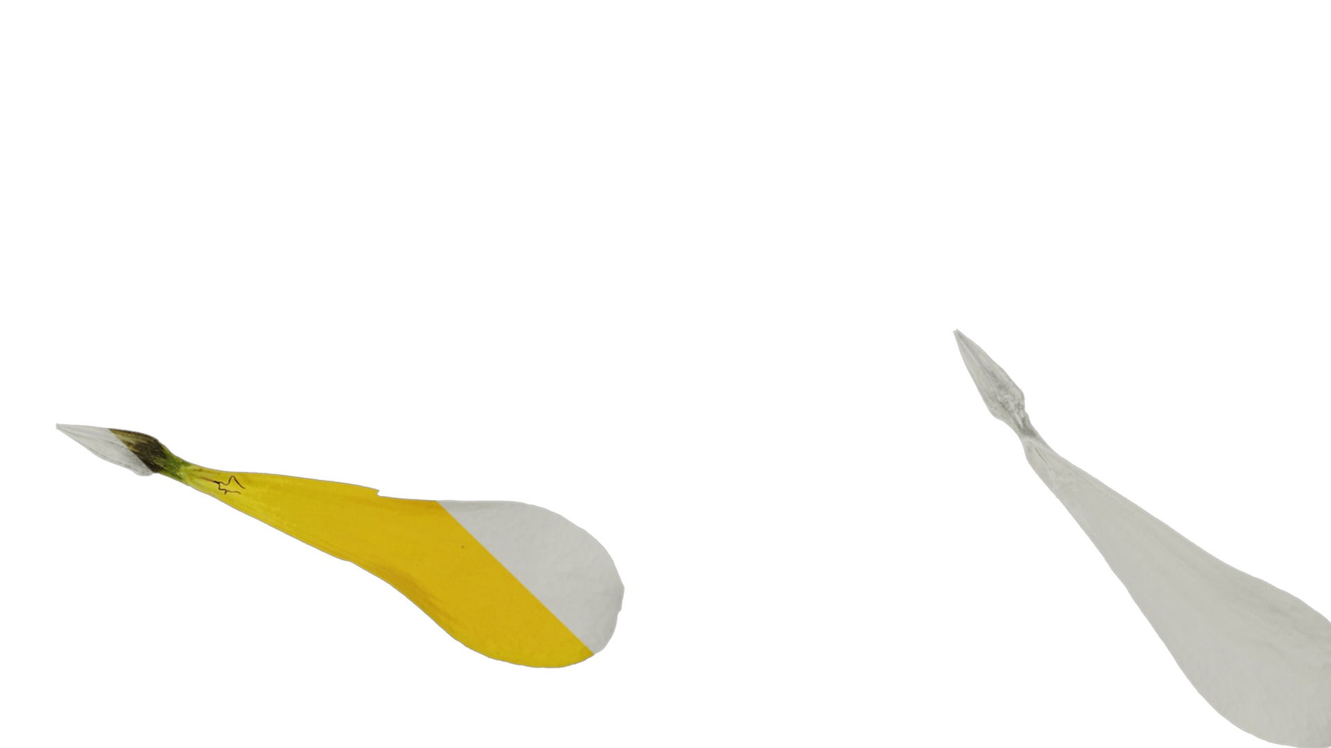 Anydrafts Zinnia elegans Flower 22 Texture_3