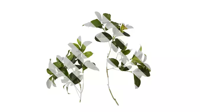 Anydrafts Osmanthus fragrans Atlas 15