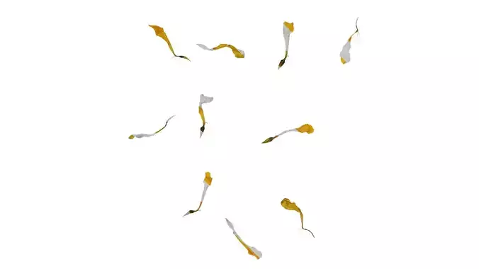 Anydrafts Zinnia elegans Flower 24