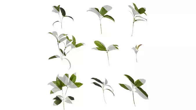 Anydrafts Osmanthus fragrans Atlas 16