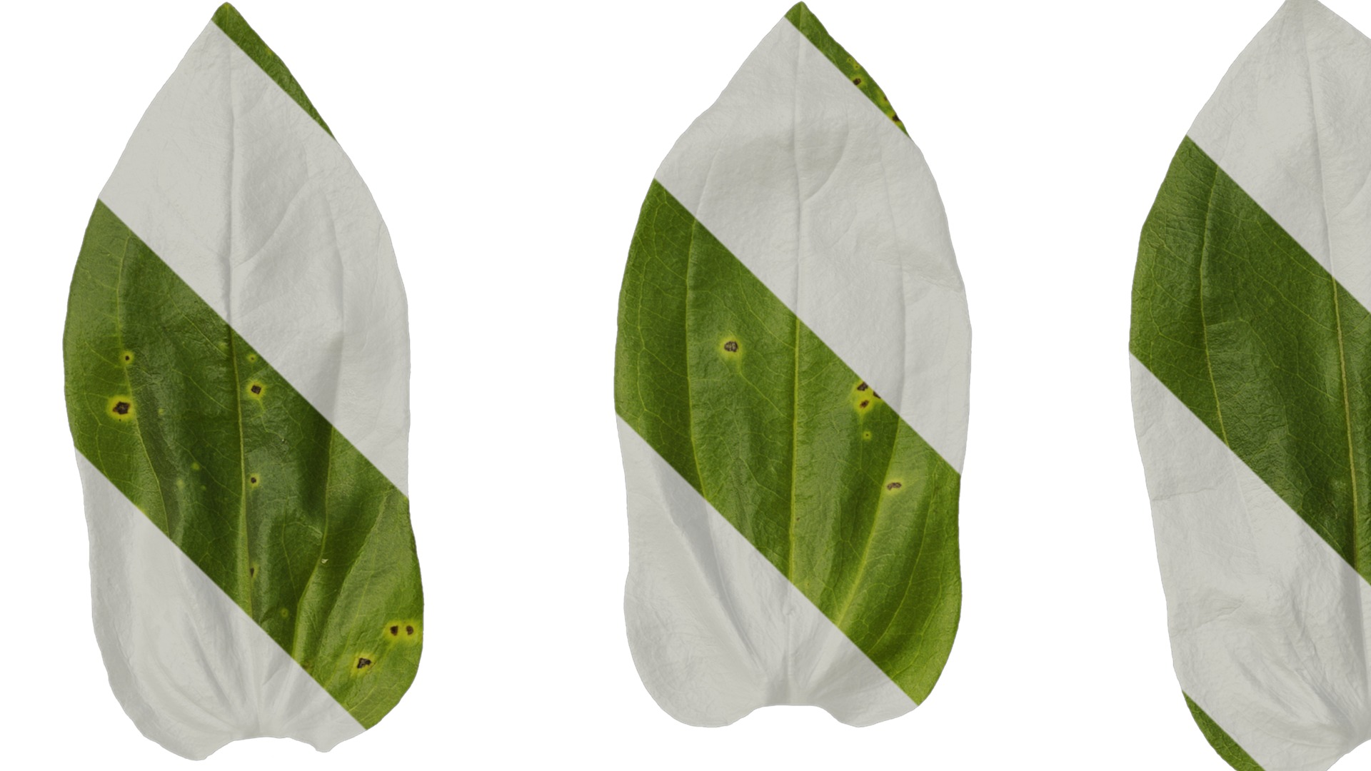 Anydrafts Zinnia elegans Leaf 03 Texture_1