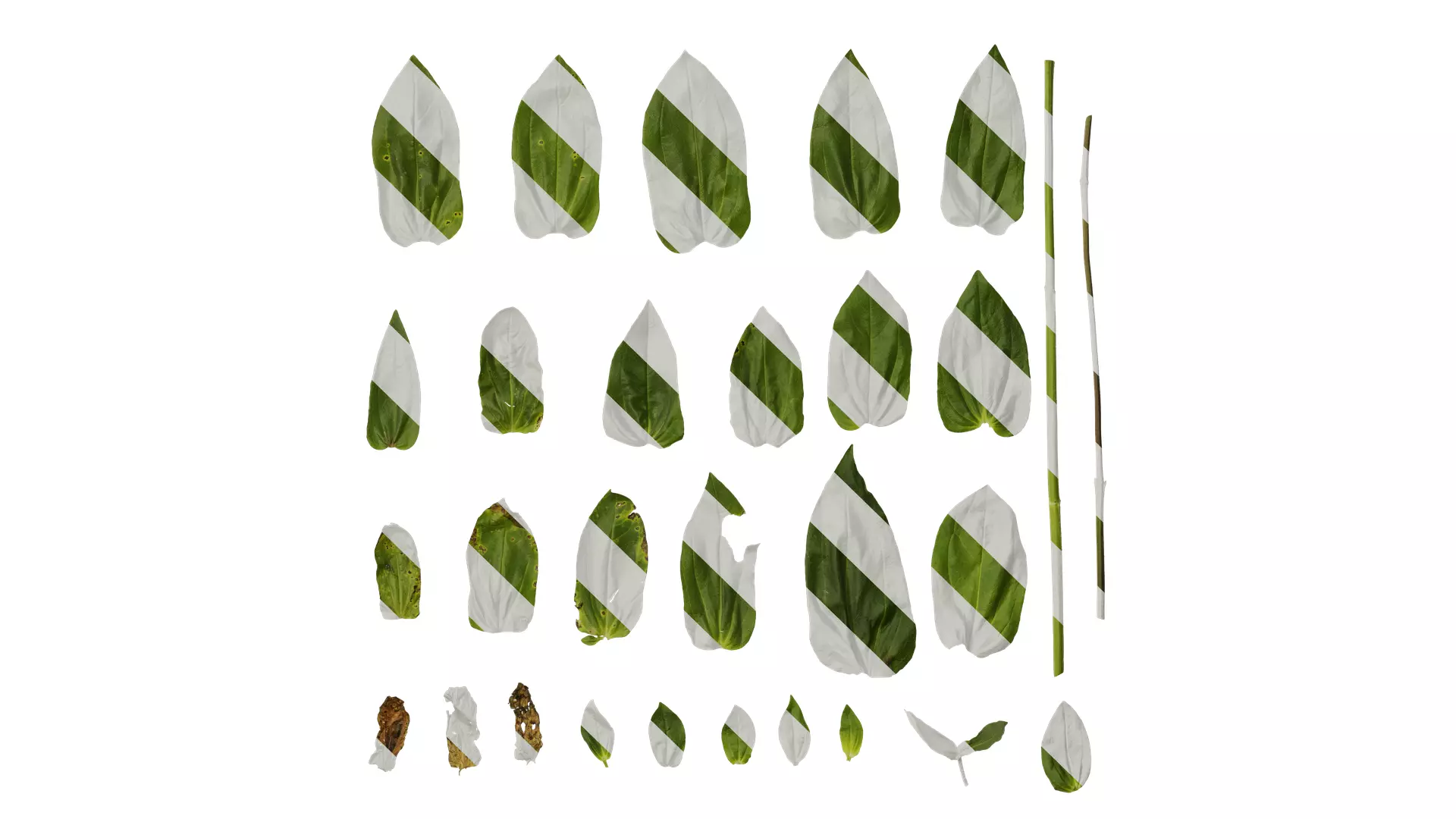 Anydrafts Zinnia elegans Leaf 03 Texture_0