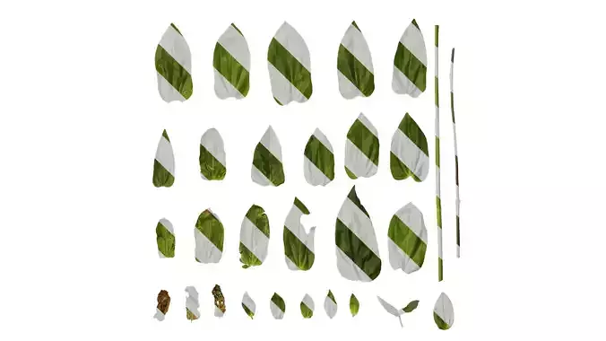 Anydrafts Zinnia elegans Leaf 03