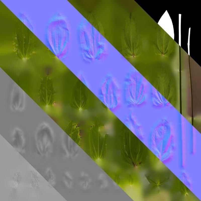 Anydrafts Zinnia elegans Leaf 03 Texture_8