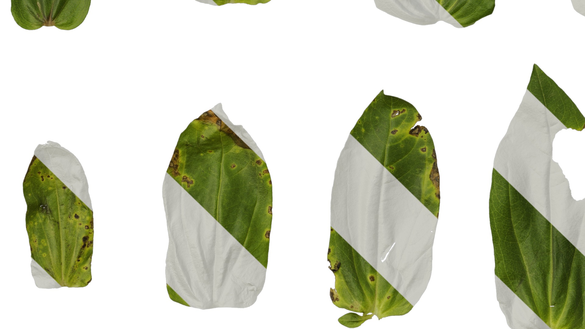 Anydrafts Zinnia elegans Leaf 03 Texture_5