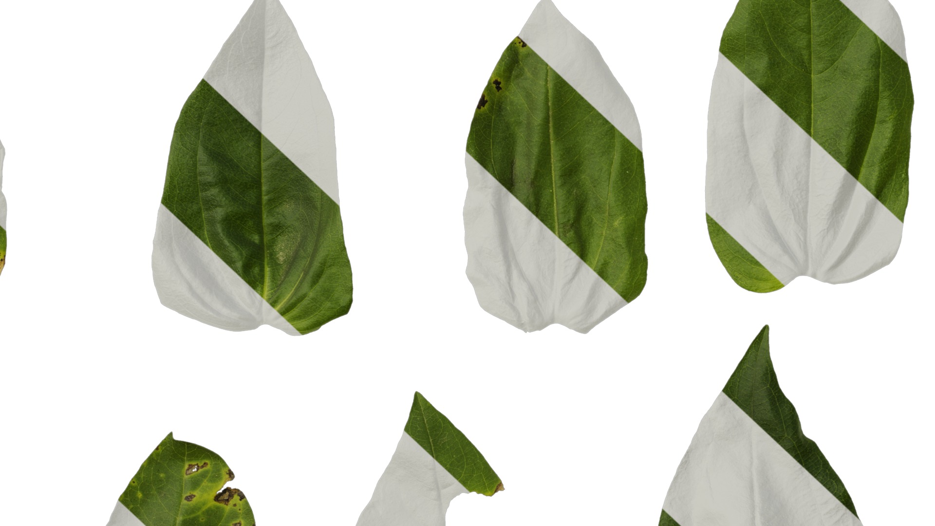 Anydrafts Zinnia elegans Leaf 03 Texture_7