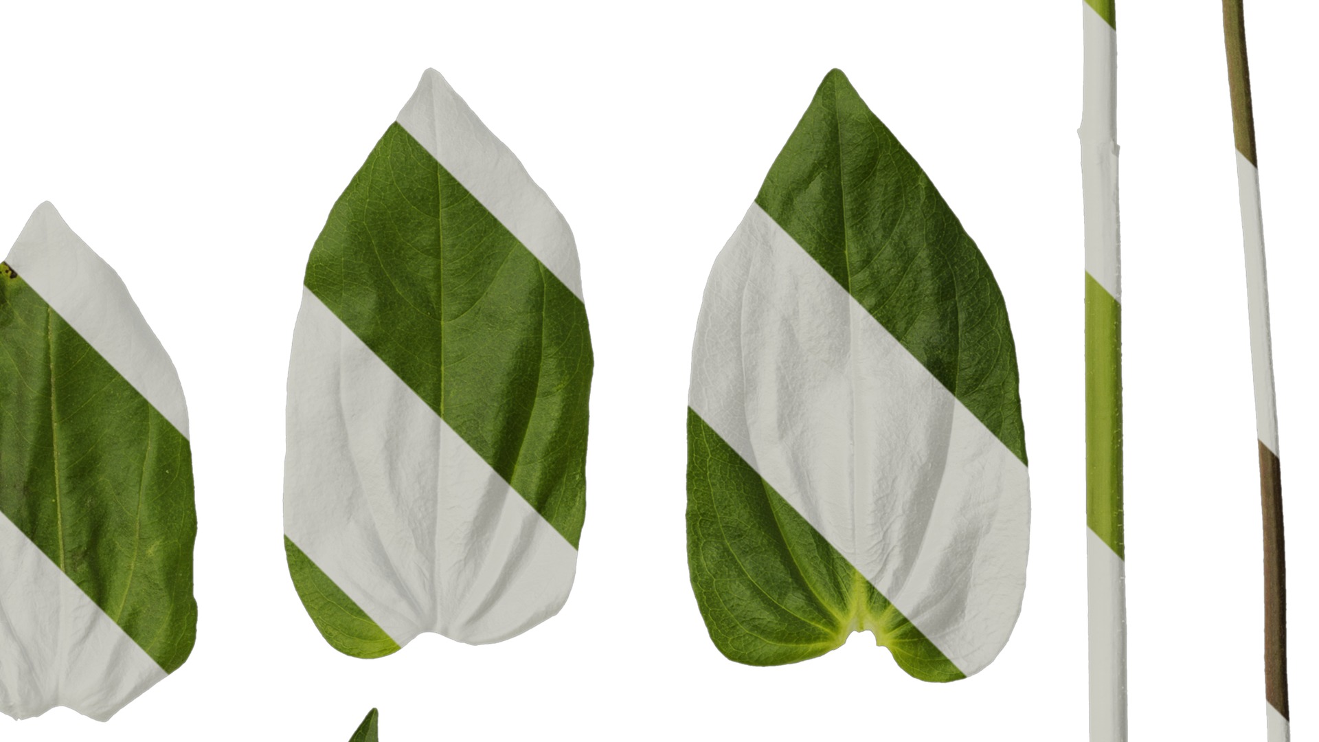 Anydrafts Zinnia elegans Leaf 03 Texture_4