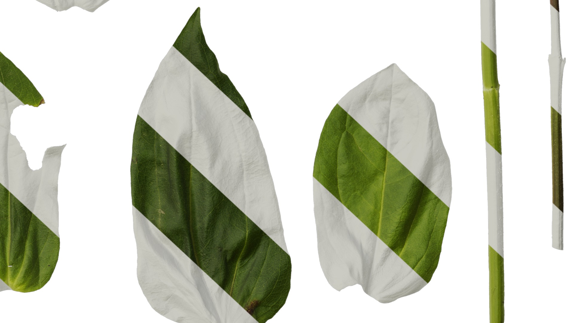 Anydrafts Zinnia elegans Leaf 03 Texture_6