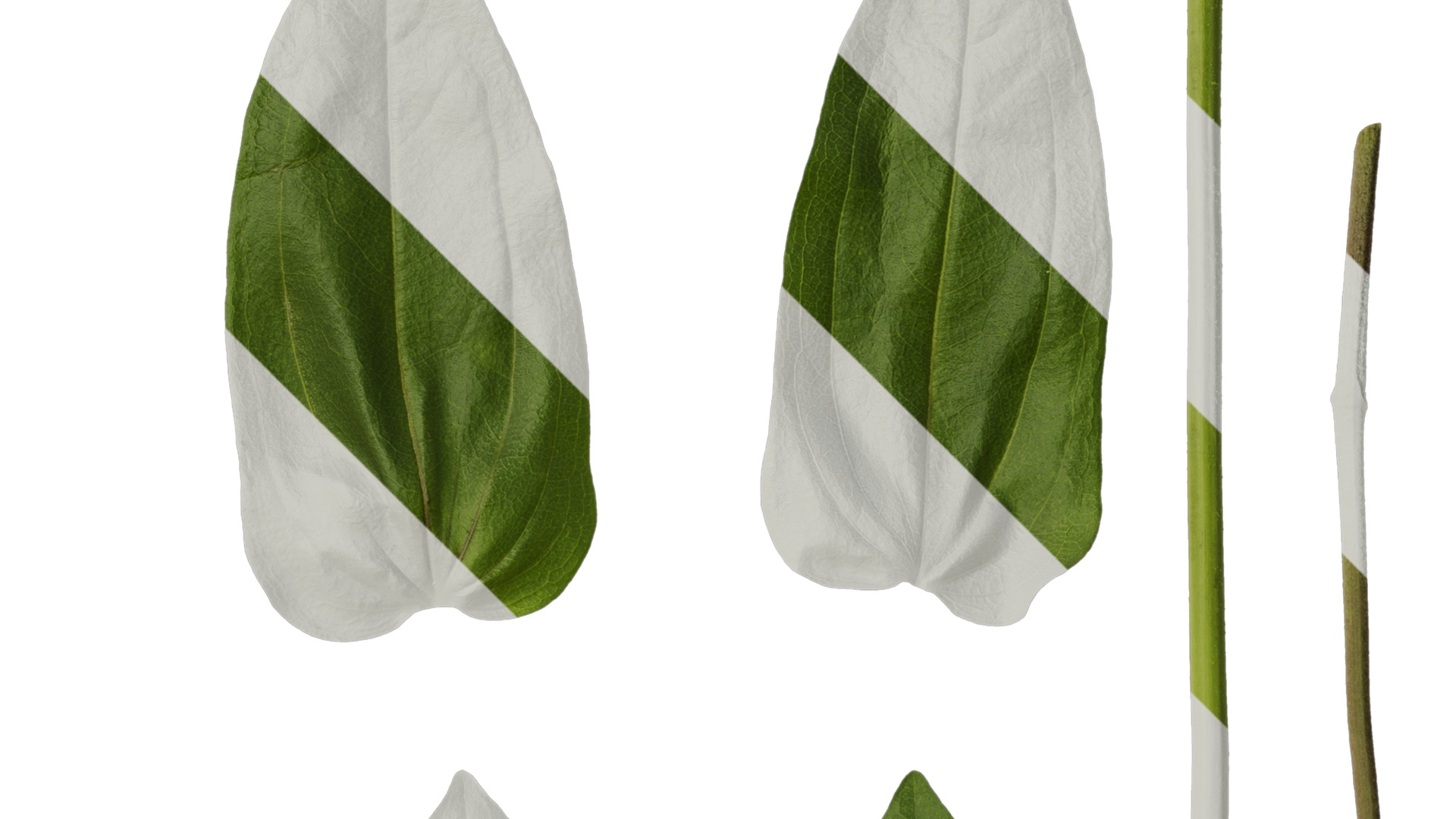 Anydrafts Zinnia elegans Leaf 03 Texture_2