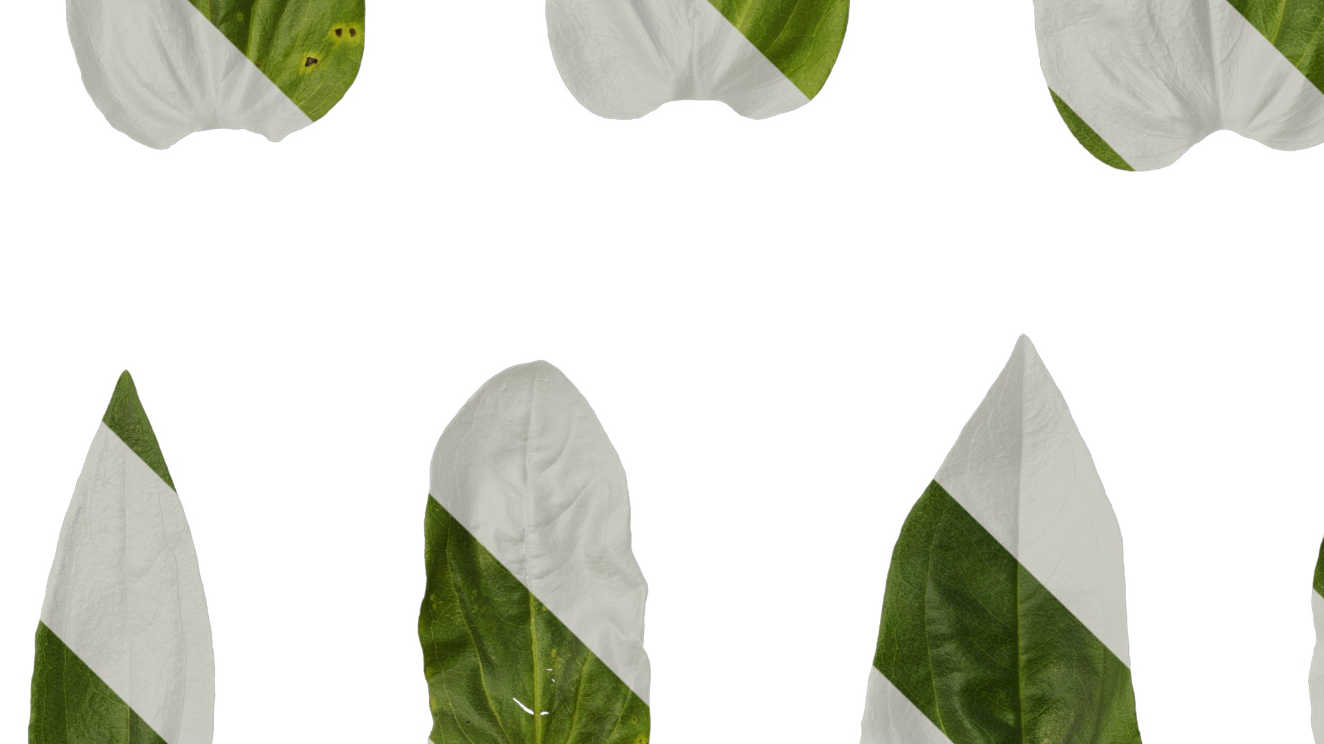 Anydrafts Zinnia elegans Leaf 03 Texture_3