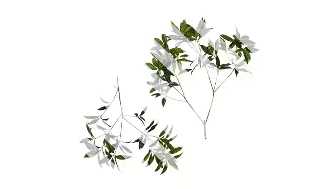 Anydrafts Osmanthus fragrans Atlas 18