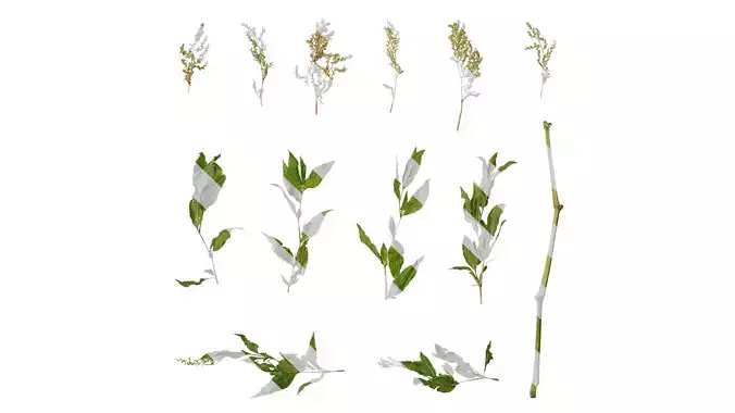 Anydrafts Aconogonon divaricatum Atlas 02