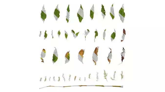 Anydrafts Aconogonon divaricatum Atlas 03