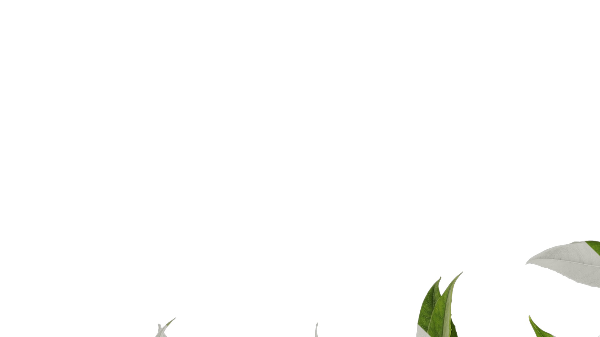 Anydrafts Osmanthus fragrans Atlas 20 Texture_1