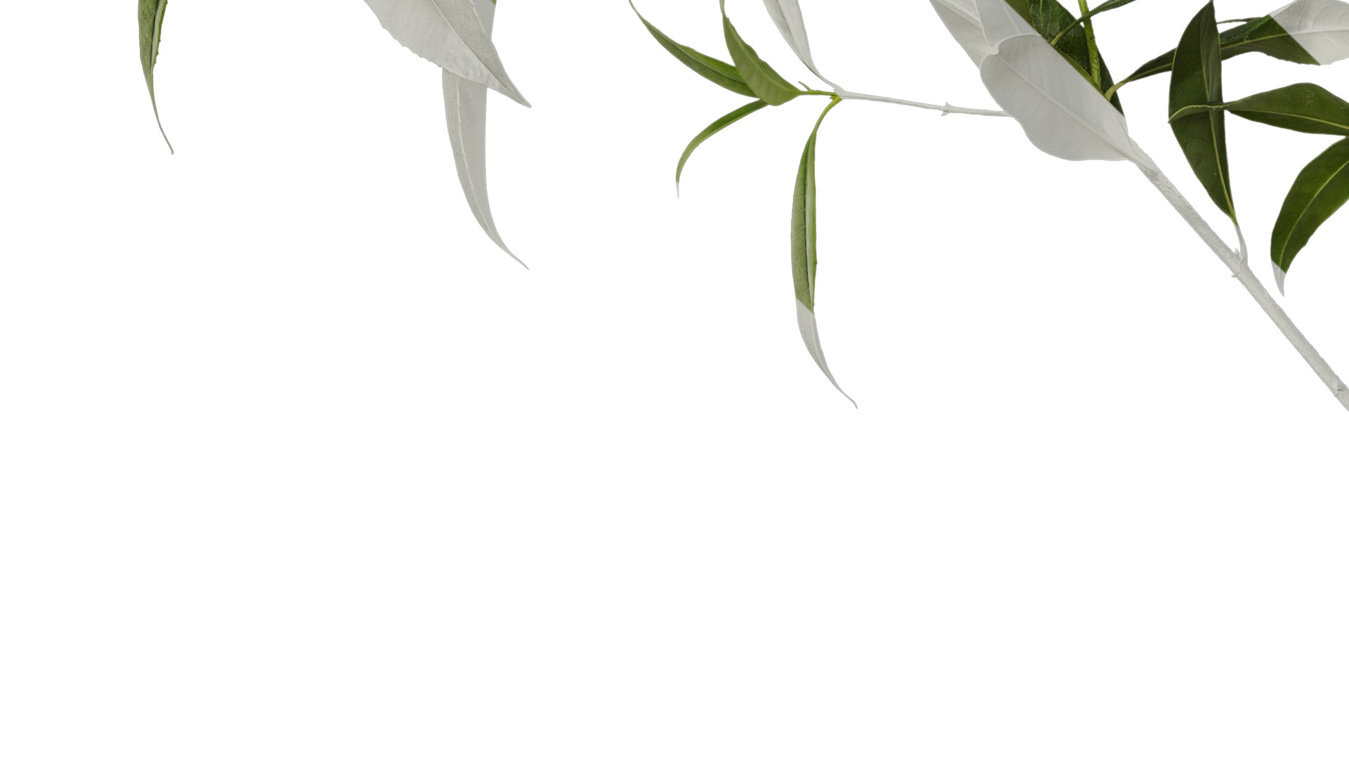 Anydrafts Osmanthus fragrans Atlas 20 Texture_5