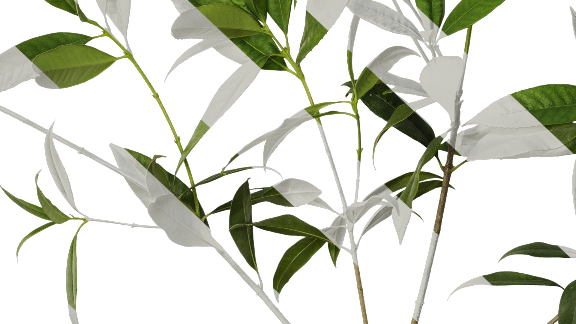 Anydrafts Osmanthus fragrans Atlas 20 Texture_7