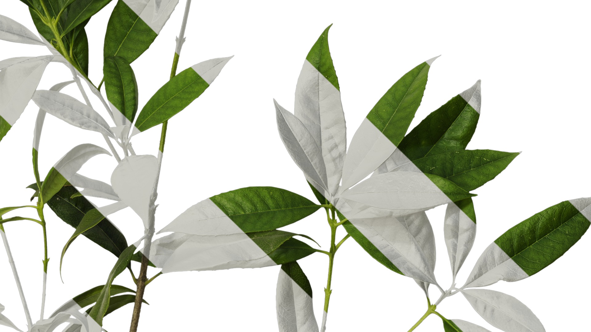 Anydrafts Osmanthus fragrans Atlas 20 Texture_4