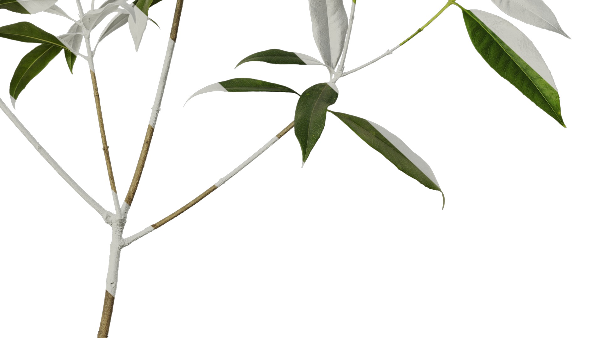 Anydrafts Osmanthus fragrans Atlas 20 Texture_6